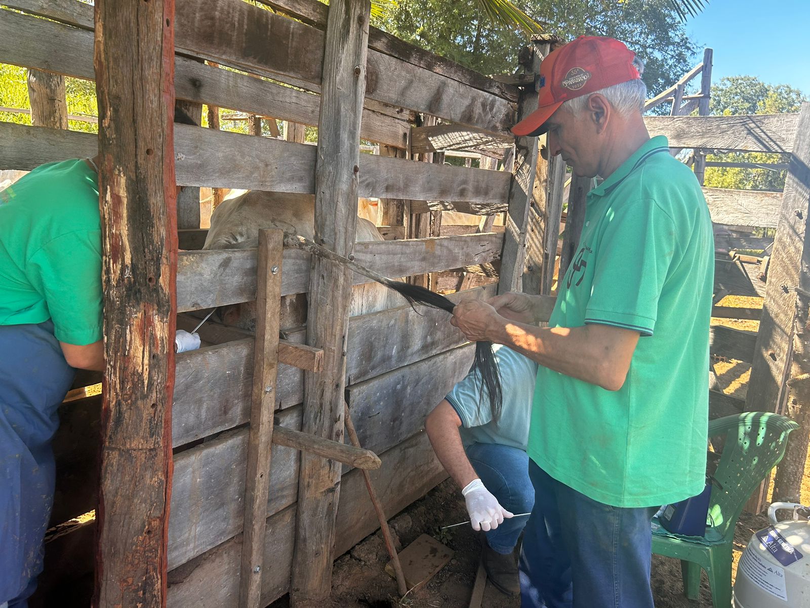 A Prefeitura de Paraibano, através da Secretaria Municipal de Agricultura, segue trabalhando. Segunda etapa do Programa Mais Pecuária Brasil, em parceria com a CONAFER, já está sendo realizada. Governo Tempo de Reconstruir.