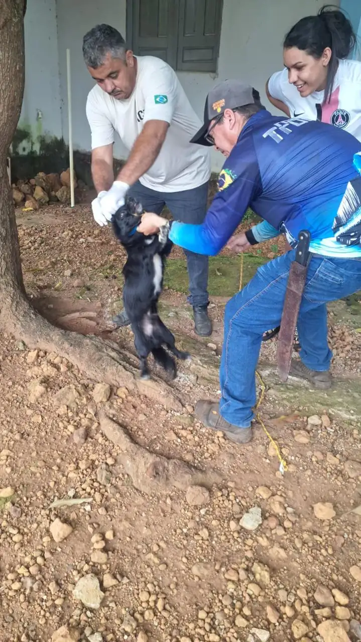 Foto 1 – Prefeitura de Paraibano realiza vacinas e testes de calazar nos animais do povoado Varzinha